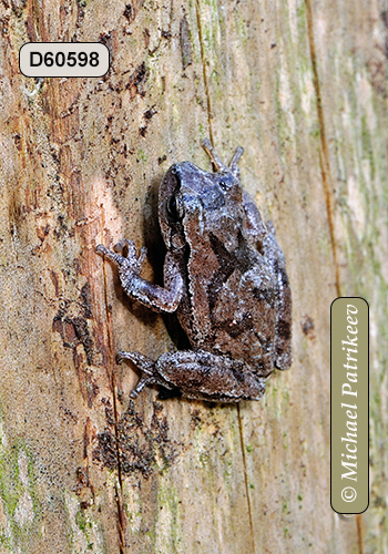 Pine Woods Treefrog (Hyla femoralis)